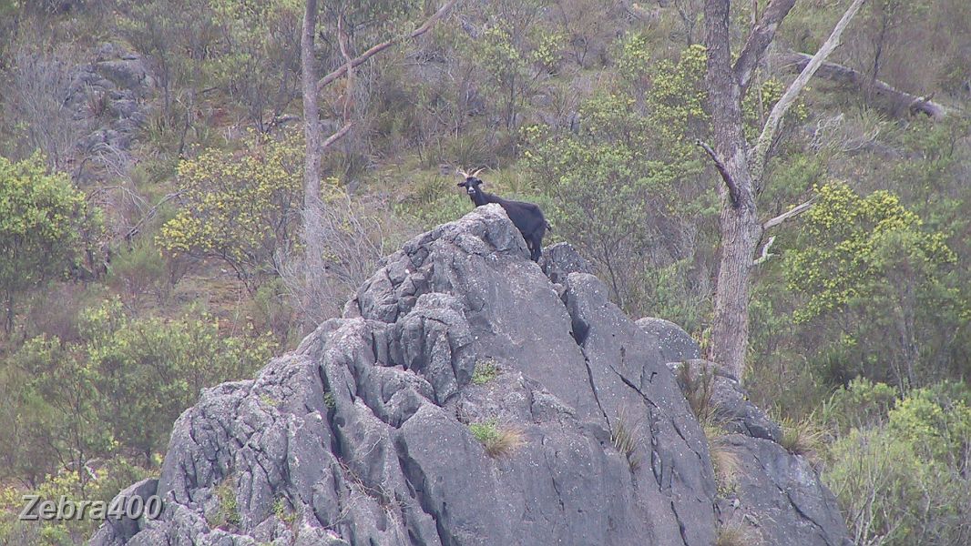 05-Watchful goat at Wombeyan Caves.JPG